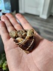2 Baby Turkish Land Snails Helix Lucorum Fast Free 2 Day Ship 