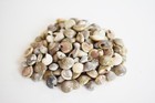 1 4 Lb  400  Tiny Black Umbonium Mini Shells  1 4 -1 2   Crafts Seashells beach 
