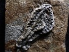 Another Starter Fossil Crinoid  Crawfordsville  In