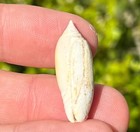 Florida Fossil Gastropod Oliva Blowi Miocene Olive Shell Chipola Formation