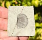 Fossil Sea Scorpion Head Ukraine Eurypterus Tetragonophthalmus Silurian Age