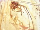 Undocumented Extinct Spider Large Palps 99myo Burmite Amber Fossil Dinosaur Age