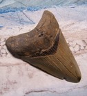 Megalodon Shark Tooth 3 1 8  Sharks Teeth Large Jaw Classic Fossil Real Serrated