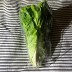 Faux fake Lettuce Artificial Food Display Faux Vegetables Food Prop New