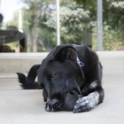 Kong   Extreme Ball Dog Toy  Medium large