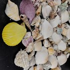 Sea Shells Lot Natural Mixed Scallop Whelk Nautical Decor Craft Beach 1 98 Lb