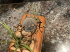 Vintage Detroit Minnow Tube Fishing Lure Antique Tackle Box Bait Michigan Bass 