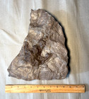 Genuine Dinosaur Footprint Track Fossil Grallator 200myo Ma Claws 