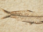 Small 50 Million Year Old  Fish Fossil 100  Natural With Stand Wyoming 1 72