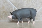 Safari Ltd Berkshire Pig Hog Farm Animal Piggy Bacon Collectible Toy