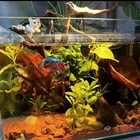1000pcs Indian Almond Leaves 10-15cm Catappa Ketapang For Fish  Shrimp  Aquarium