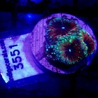 Purple Blastomussa Coral Frag Wysiwyg - Indigo Corals - Ic 3551