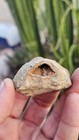    crazy Fossil Brachiopod With A Calcite Pocket Dona Ana County Nm   