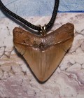 Megalodon Shark Tooth Necklace 1 1 2  Fossil Teeth Xl Pendant Jaw Megalodon Gem
