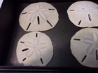 Sea Biscuit Fossil- 5 Sand Dollars  Lg Olive  Sea Uretech  Leather Display Case