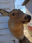 Whitetail Deer Shoulder Mount Taxidermy Add Your Own Antlers