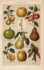 Botanical Fruit Prints     Lot Of 4 Antique Chromolithographs  c  1900 