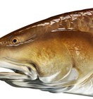 Redfish 7  Red Fish Sticker Fishing Boat Kayak Laptop Car Window Bumper Decal