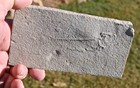 Five Unprepped Fossil Fish Knightia Eocaena - Grf  Wyoming  U s a   1
