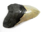 5 1 4     Fossil Megalodon Prehistoric Shark Tooth Teeth Huge Megalodon Tooth