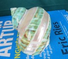 Green Turbo Shell Polished Mother Of Pearl Sea Shell For Decor Or Crafts