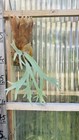 Platycerium Staghorn Wallinckii  1