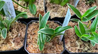 Dendrobium Affine Moniliforme Variegated Fragrant Nbs Orchid Species