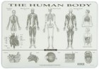  Placemat Human Body