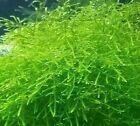 Best Value For Weight  Java Moss Fresh Water Aquarium Live Aquatic Plant 