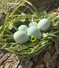 15  Rare Celadon Coturnix Quail Hatching Eggs Npip Ai Free