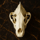 Hyena Skull Anatomical Replica Model - Precision-crafted Educational Collectible
