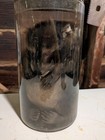 Small Raccoon  wet Specimen  Oddities Curiosities  jar Included  