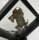 Naturally Mummified Dried Real Frog Toad Specimen Amphibian Oddity Curiosity
