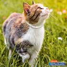 Hartz Ultraguard Flea   Tick Collar For Cats And Kittens  7 Month Flea And