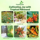 Tropical Milkweed Seeds - 1000 Pcs   Heat   Humid Tolerant  Pollinator-friend   