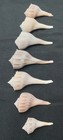 Raw Natural Sea Shells Lot Of 7 Lightning Whelk Seashells Beach Decor craft