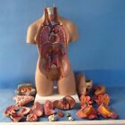 Human Torso Model Assembled Medical Human Anatomy Body Educational Science 55cm