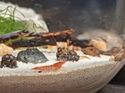 5 Hawaiian Red Shrimp   pae   ula  Halocaridina Rubra  Shrimp Only   Free Shipping