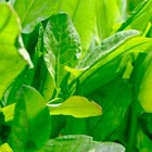 Large Leaf Sorrel Herb Seeds   Non-gmo   Heirloom   Fresh Herb Seeds