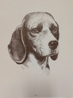 Vintage Beagle Portrait Purina Dog Chow 8 5 8  X 11 5 8  Original 