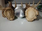 Big Massive Heavy Wild Iowa 10 Point Whitetail Deer Antlers Sheds Set