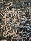 Baby Canadian Nightcrawlers Free Priority Shipping  Live Arrival Guarantee