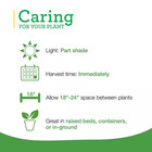 19 Oz  Catnip Herb Plant  2-pack 