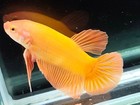 Live Betta Fish Giant Bigsize 2  Body Super Orange Hmpk Male Real Picture