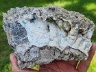 2 Big Pieces Of Florida Agatized Coral Fossil Geode Agate Mineral Rock Display