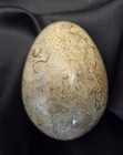 Fossil Egg Polished Rock Heavy Marble Paperweight