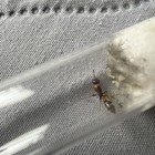 Queen Ant Pseudomyrmex Gracilis 