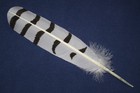 Native American Hand Painted Snowy Owl Adult Feather