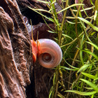 Pink Ramshorn Snails - Live Freshwater Aquarium Cleanup Crew - Free Shipping
