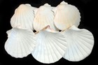 8 Xl White Irish Baking Scallop Shells  4 5    Coastal Dining Beach Decoupage